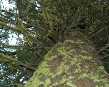 An ancient Spruce on our land - photo by David Finch  09/2005  Wooden rings from Touch Wood