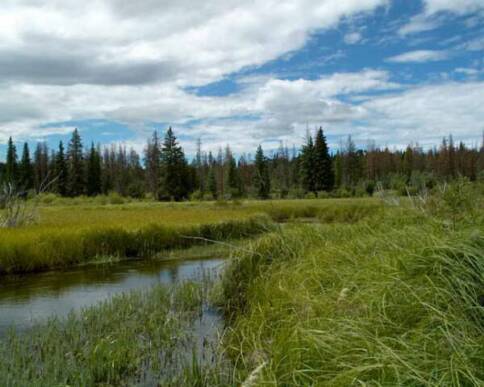 our creek on the meadow