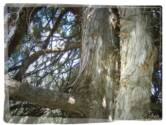 The tree our branch of juniper wood comes from.