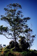 the hawaiian koa tree