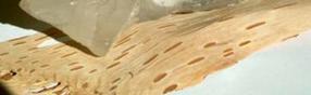 Natural birch bark - photo by Nicola Finch