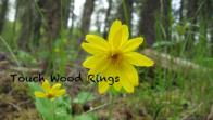 A summer flower from the forest where Touch Wood Rings are created